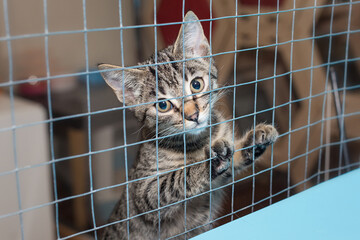 Little kitten in a shelter cage