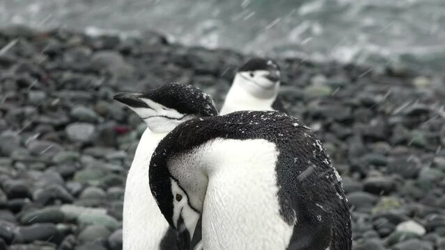 Penguins. Antarctica. There are a lot of Adelie penguins resting on the gravel mounds. Penguins on rocks at Hope Bay. Antarctic Peninsula. Wildlife in extreme conditions
