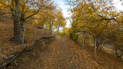 vista del frondoso bosque del cobre en el valle del Genal, Andalucía