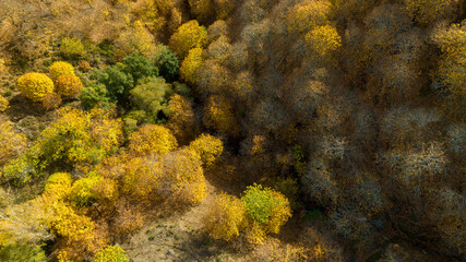 vista del frondoso bosque del cobre en el valle del Genal, Andalucía