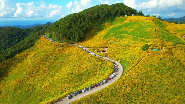 Beautiful yellow flowers in the middle of mountains, Bua Tong Blossom Festival at Doi Mae-U-Kho, Mae Hong Son Province, Northern Thailand. high mountain scenery. travel in thailand. aerial view. 4K
