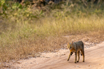 Jungle Cats Felis chaus are not actually associated with ‘jungles’, but with dense vegetative cover surrounding wetlands. They are more commonly known as Swamp Cat or Reed Cat.