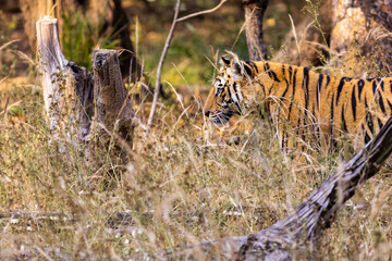 Royal Bengal Tigeress aka Dotty from tiger temple of India - Banghavgarh National Park