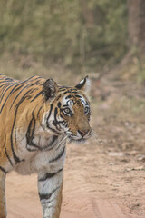 Fototapeta na wymiar Royal Bengal Tigeress aka Dotty from tiger temple of India - Banghavgarh National Park