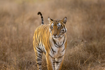 Royal Bengal Tigeress aka Dotty from tiger temple of India - Banghavgarh National Park