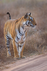 Royal Bengal Tigeress aka Dotty from tiger temple of India - Banghavgarh National Park