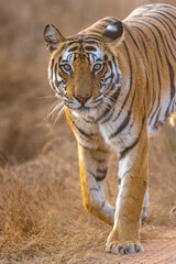 Naklejka premium Royal Bengal Tigeress aka Dotty from tiger temple of India - Banghavgarh National Park