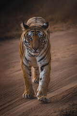 Royal Bengal Tigeress aka Dotty from tiger temple of India - Banghavgarh National Park