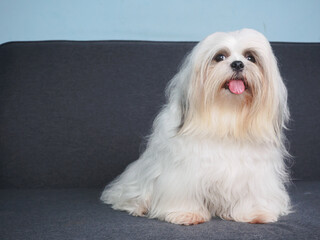 Fluffy white Shih Tzu dog on the sofa at home.