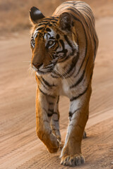 Royal Bengal Tigeress aka Dotty from tiger temple of India - Banghavgarh National Park