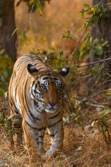 Royal Bengal Tigeress aka Dotty from tiger temple of India - Banghavgarh National Park