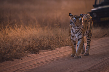 Royal Bengal Tigeress aka Dotty from tiger temple of India - Banghavgarh National Park