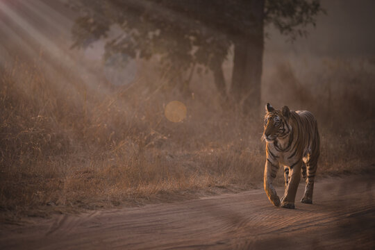 Royal Bengal Tigeress aka Dotty from tiger temple of India - Banghavgarh National Park