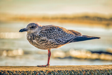 portret of a seagull on shore