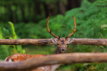 deer in the forest on a bridge