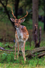 Naklejka na ściany i meble young deer in the woods