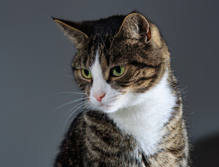 portrait of a cat looking down