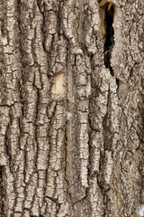 Close-up of tree bark. An old tree. many years ago. carbon sink. close-up macro photography. multiple use. background or backdrop.