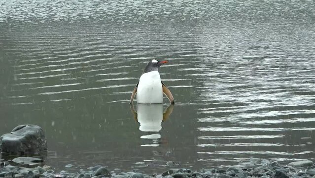 Penguins. Antarctica. There are a lot of Adelie penguins resting on the gravel mounds. Penguins on rocks at Hope Bay. Antarctic Peninsula. Wildlife in extreme conditions