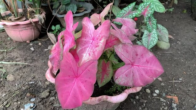 water spills or water splashes on plants. Caladium bicolor with pink and green leaves or Florida Sweetheart