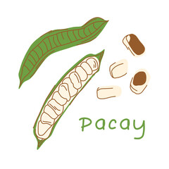 Ice cream bean tree illustration isolated on white background in flat style. Pacay with seeds.