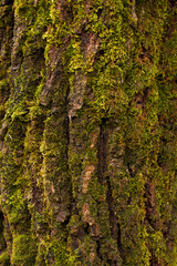 Urban forest in an autumn day