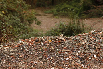 Urban forest in an autumn day