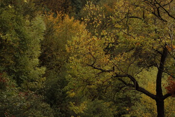 Urban forest in an autumn day