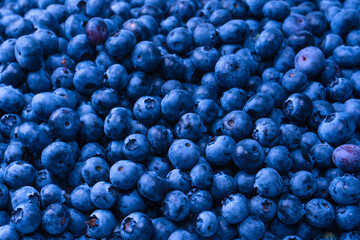 Fresh blueberry background. Texture blueberry berries close up.