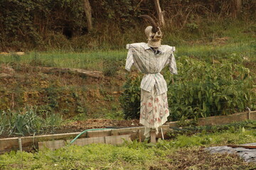 Scarecrow in an orchard