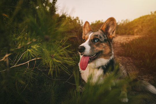 Happy small welsh corgi dog with mouth open and tongue out sitting on the ground outdoors at sunset.