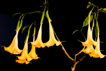 Yellow flowers of angel's trumpets Brugmansia