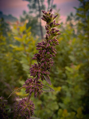 Buds of a sage flower
