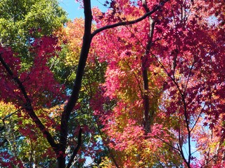 autumn leaves against sky in Japan