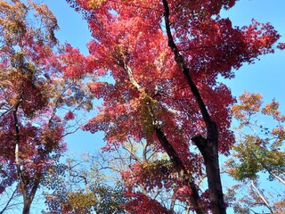 autumn leaves against sky in Japan
