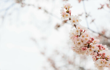 宮島サービスエリアの桜
