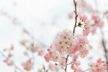 宮島サービスエリアの桜