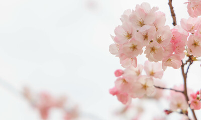 宮島サービスエリアの桜