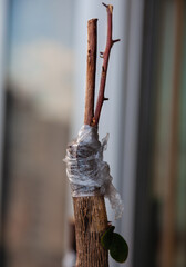 Grafting a plant. Bougainvillaea flower renovation by grafting.
