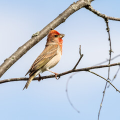 Common Rosefinch
