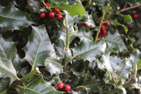 holly leaves and berries, ready for Christmas,