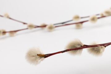 Willow branch with furry willow-catkins isolate on a lighte background. Spring concept, Palm Sunday concept.