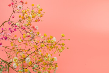 Obraz na płótnie Canvas Colorful gypsophila twigs. Delicate graceful twigs with flowers on pink background.