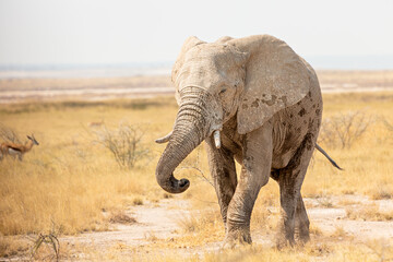 Fototapeta premium An elephant walks in the Etosha National Park, Namibia.