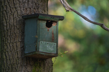 Vogelhaus im Wald