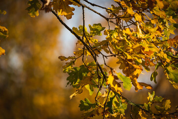 Herbstliche Eichenblätter