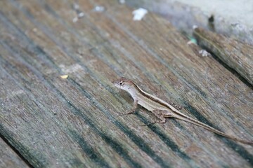 Brown Anole in a garden