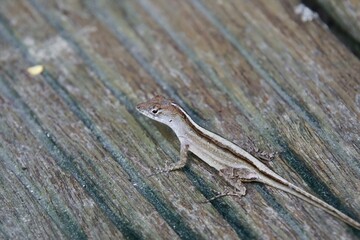 Brown Anole in a garden