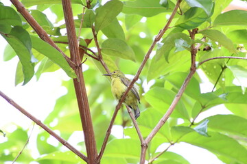Female Brown Throated Sunbird on the tree tops