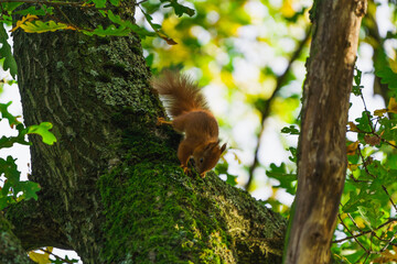 Eichhörnchen klettert auf einem Ast